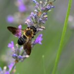 découvrez l'univers fascinant d'un artiste paysagiste, où la beauté de la nature rencontre la créativité. explorez des œuvres inspirées par des paysages époustouflants et laissez-vous transporter par des visions artistiques uniques qui rendent hommage à la splendeur du monde naturel.