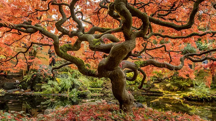 le meilleur arbre pour un jardin